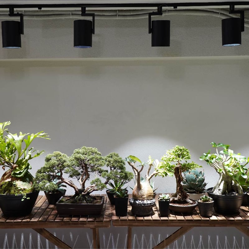 HADES LED 45w ハデス BARREL アマテラス　植物ライト　アガベ BARREL公式 植物育成ライト led スポットライト HADES（ハデス