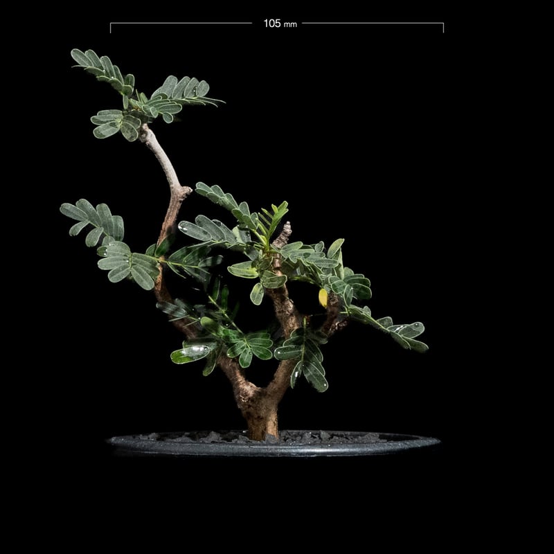 センナ メリディオナリス sennameridionalis センナ開花🌼 初めて見ました