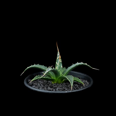 アガベ ユタエンシス エボリスピナ / Agave utahensis var. eborispina #3