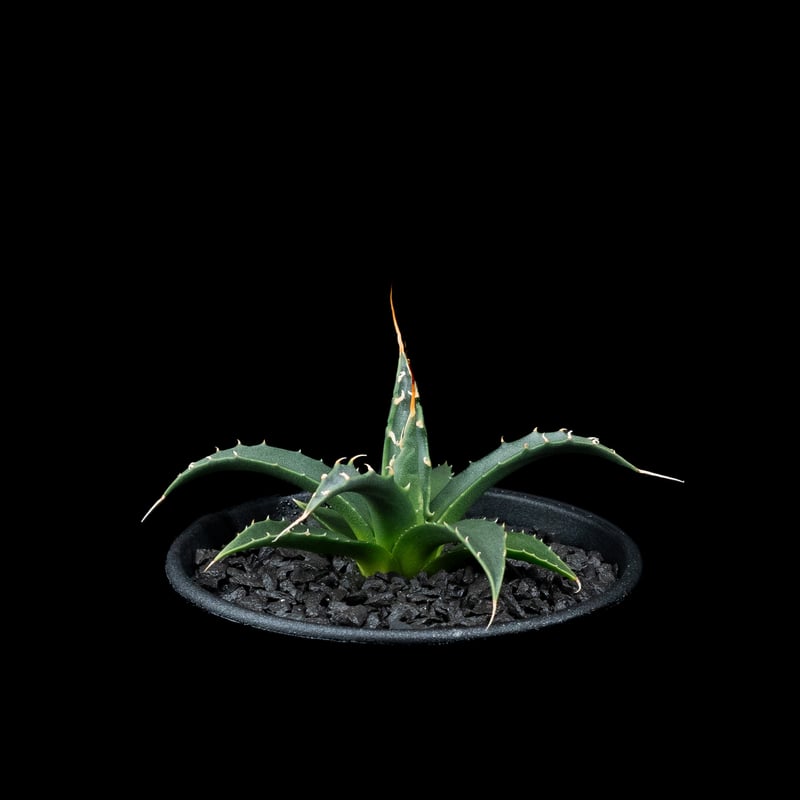 アガベ ユタエンシス エボリスピナ / Agave utahensis var