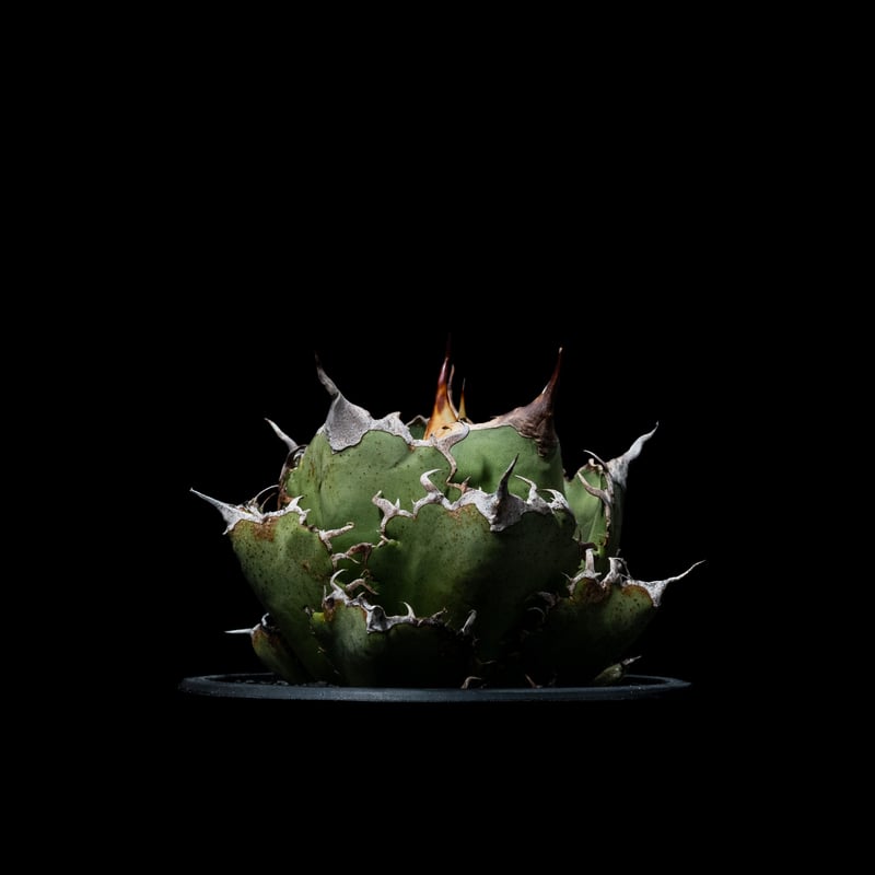 白鯨　チタノタ　アガベAgave titanota ‘White Whale Amazon｜アガベ チタノタ 白鯨/Agave titanota 'White Whale