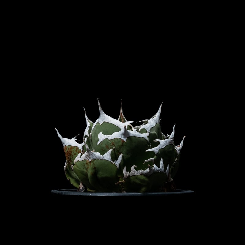 アガベ チタノタ 鬼爪 / Agave titanota 'Ghost Claw' #1 | アガベ チタノタ 鬼爪 / Agave titanota 'Ghost Claw' #1 |