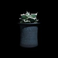 アガベ チタノタ 魚刺 / Agave titanota 