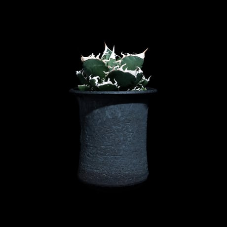ゆーす‼️写真現物 SAD アガベチタノタ Agave titanota SAD
