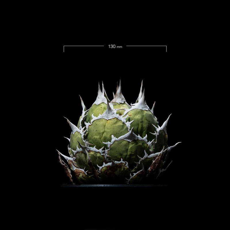 アガベ チタノタ 魚刺 / Agave titanota 'Fish Spine' #1 |