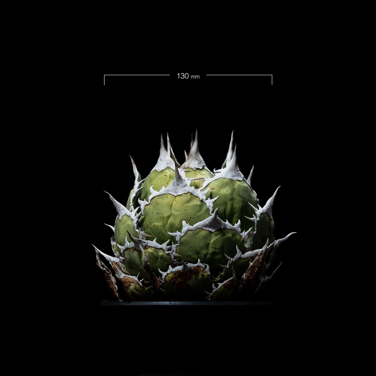 アガベ　チタノタ　魚刺　WH NURSERY アガベ チタノタ 魚刺 / Agave titanota 'Fish Spine' #2 |