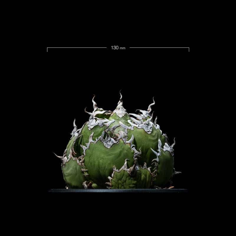 アガベ チタノタ フィリグリー (圓葉拇指) / Agave titanota 'Filigr