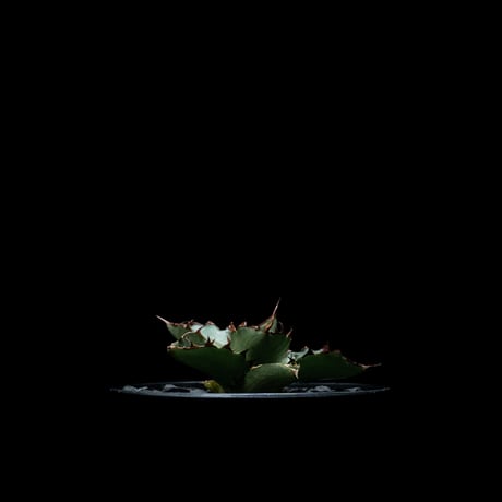 アガベ チタノタ 萬代厳竜 / Agave lophantha × titanota #1