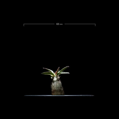 パキポディウム デンシフローラム / Pachypodium densiflorum