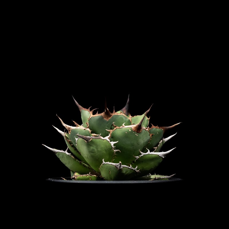 アガベ好きのねこ様 mqdefault.jpg