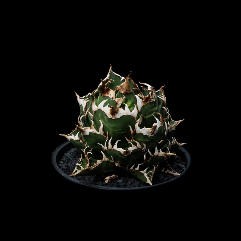 アガベ・チタノタ・白鯨 アガベ・チタノタ白鯨（ボールタイプ）中-070｜agave titanota