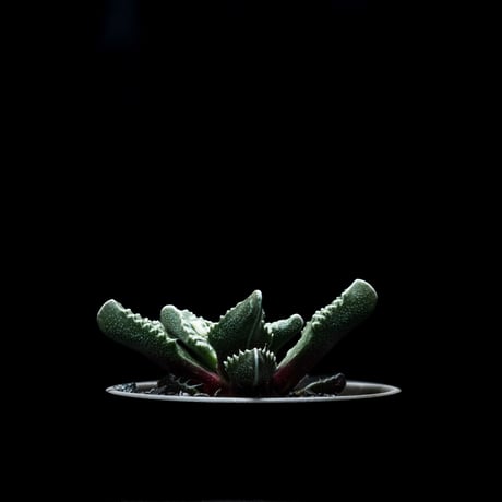 フォーカリア 荒波 / Faucaria tuberculosa ‘Aranami’