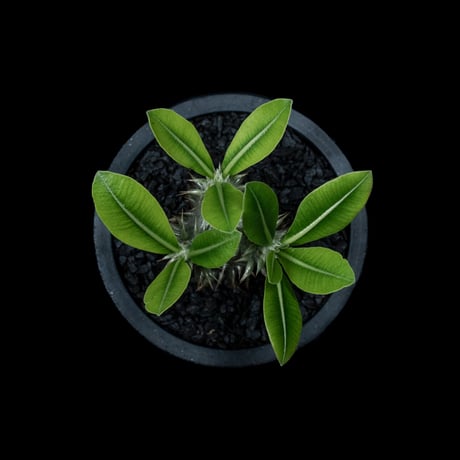 パキポディウム デンシカウレ / Pachypodium densicaule #10