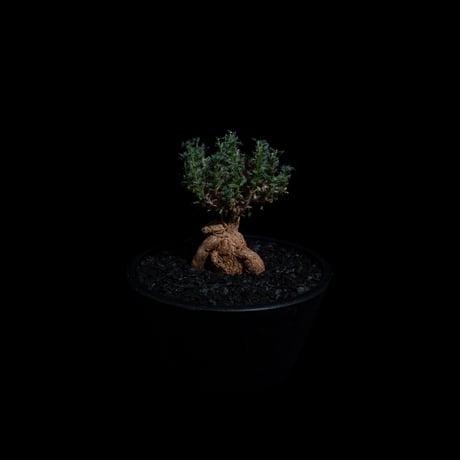 トリコディアデマ ブルボスム / Trichodiadema bulbosum #59