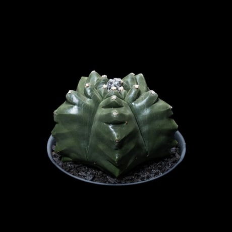 アストロフィツム 亀甲碧瑠璃鸞鳳玉 / Astrophytum myriostigma var. nudum #2