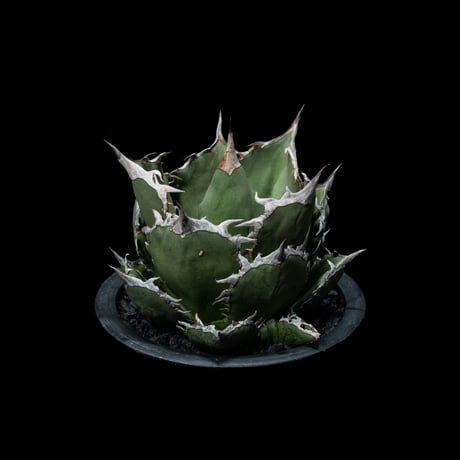 アガベ チタノタ 烈焔 逆刺 / Agave titanota ‘Flame’ #1