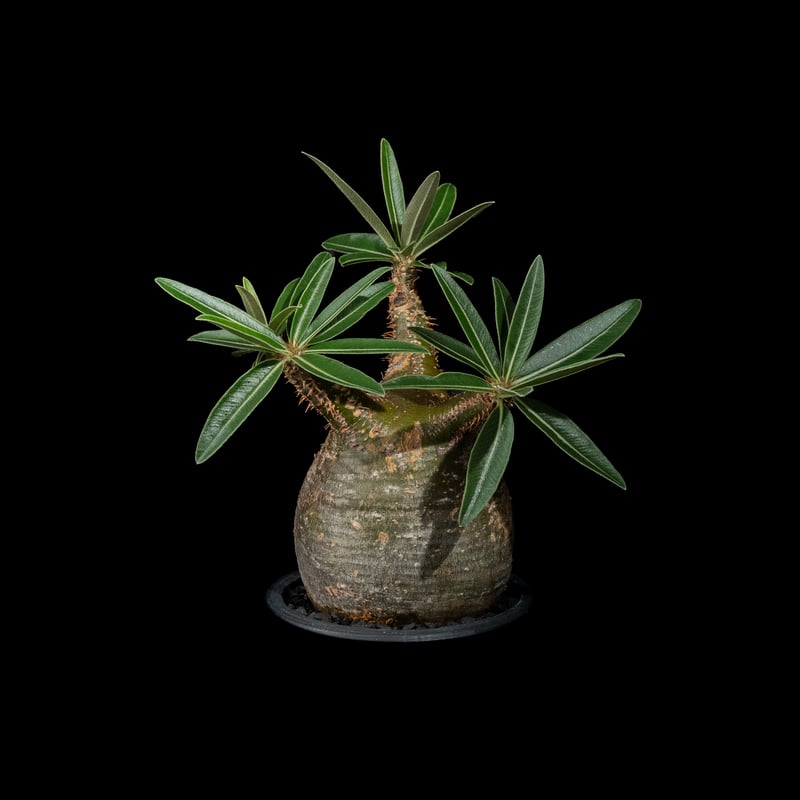 パキポディウム グラキリス / Pachypodium rosulatum var. grac