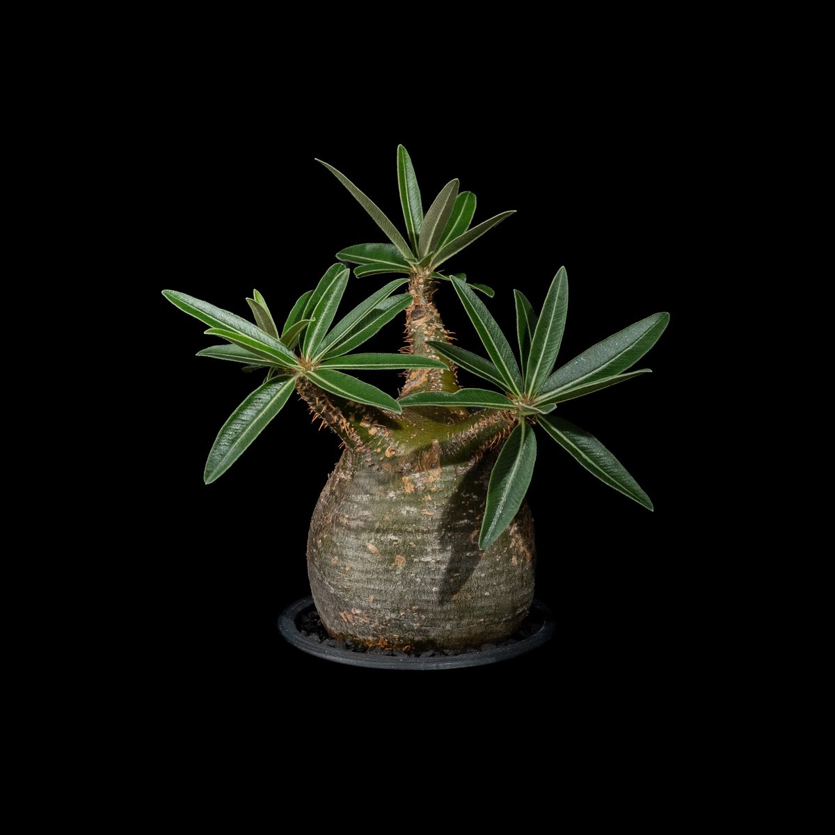 パキポディウム グラキリス / Pachypodium rosulatum var. grac