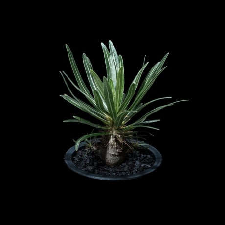 パキポディウム グラキリス / Pachypodium rosulatum var. gracilius #40