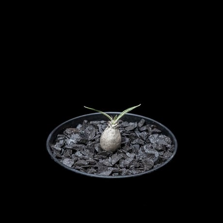 パキポディウム グラキリス / Pachypodium rosulatum var. gracilius #14