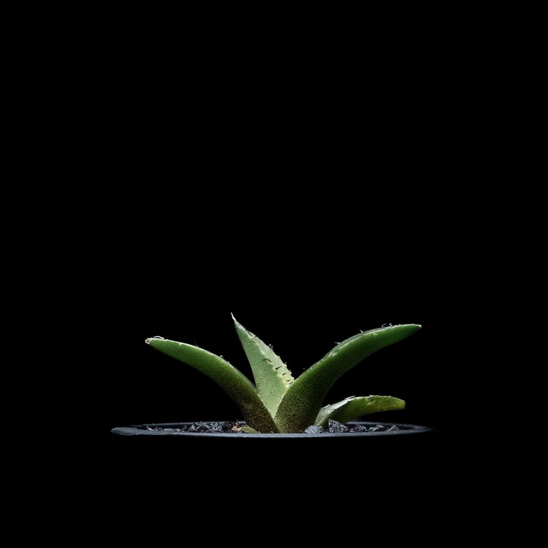 アガベ チタノタ 黒豹・ダイヤモンド / Agave titanota 'Black