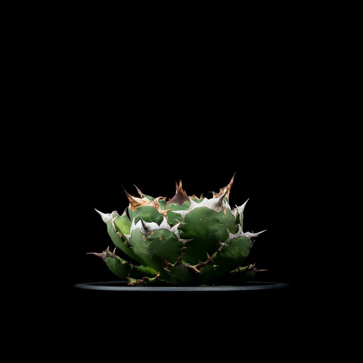 アガベ チタノタ 姫厳竜 / Agave titanota  