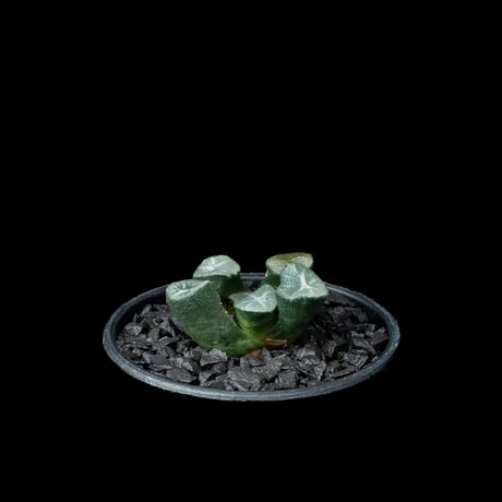ハオルチア マウガニー / Haworthia maughanii #1