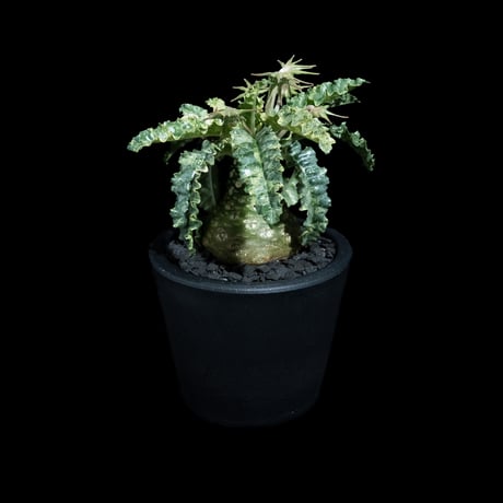 ドルステニア フォエチダ 錦 / Dorstenia foetida f. variegata #1