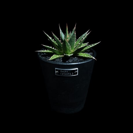 アガベ ホリダ / Agave horrida ssp. horrida #1