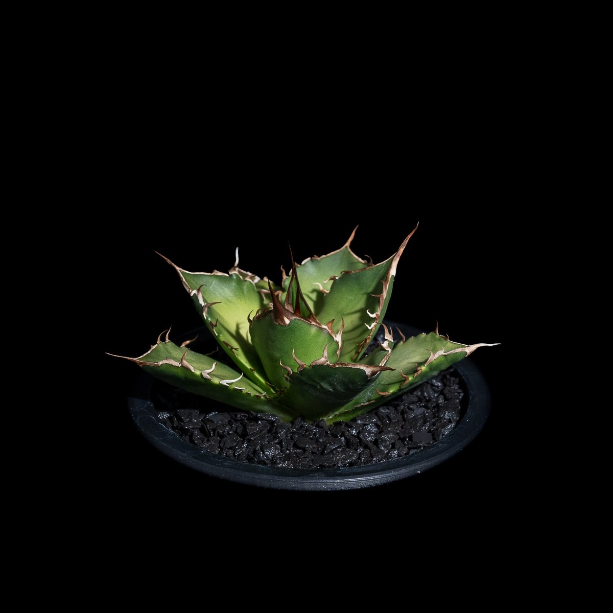 アガベ チタノタ 黒桃 (カキ仔) / Agave titanota 'Spade' #4 |