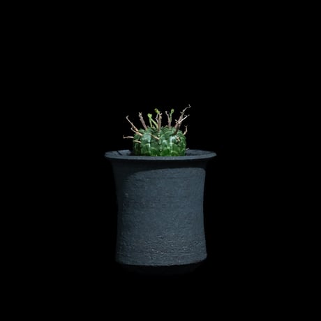 ユーフォルビア バリダ / Euphorbia meloformis ssp. valida #7