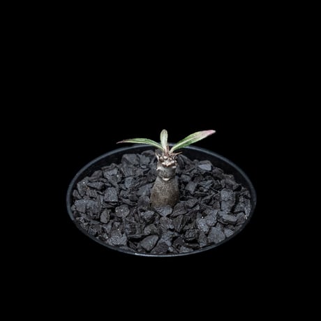パキポディウム グラキリス / Pachypodium rosulatum var. gracilius #5