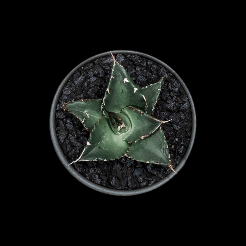 アガベ・チタノタ 夕映厳竜 / Agave titanota 'Solar Eclipse'