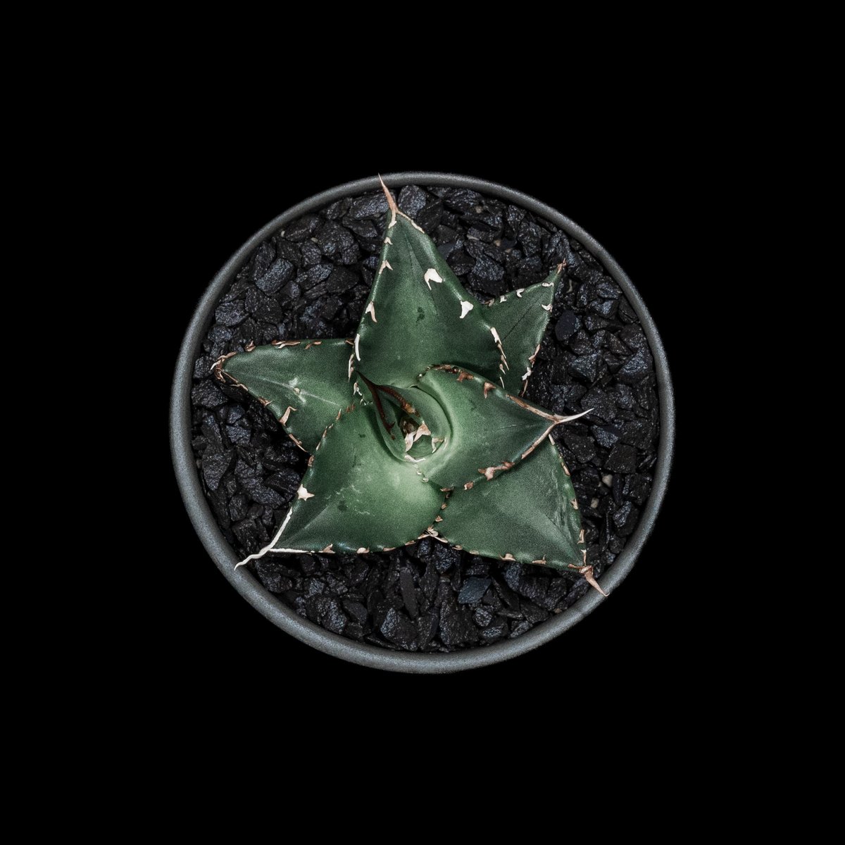 アガベ・チタノタ 夕映厳竜 / Agave titanota 'Solar Eclipse'