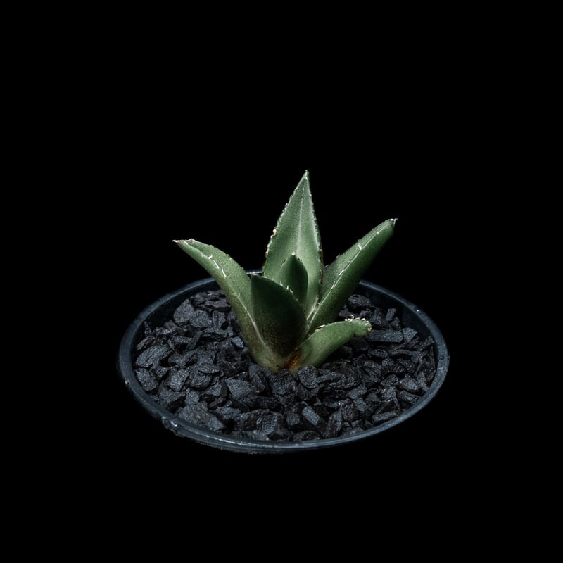 アガベ チタノタ ハデス 2頭 綴化 アガベ・チタノタ綴化（Agave titanota f. cristata）の紹介
