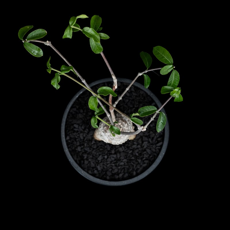 フォッケア エデュリス / Fockea edulis #4 | Ducks ( plants. )