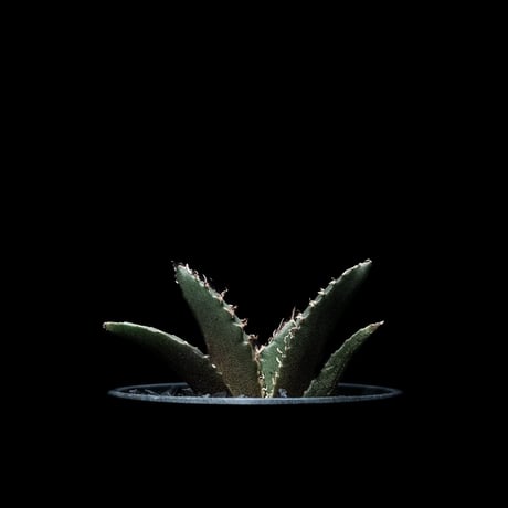 アガベ チタノタ 白鯨 / Agave titanota ‘White Whale’ #16