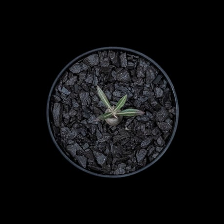パキポディウム グラキリス / Pachypodium rosulatum var. gracilius #10