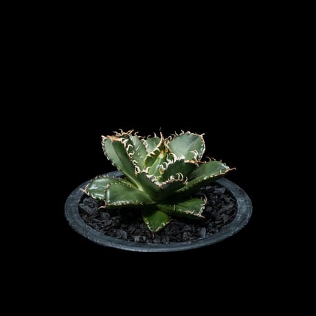 アガベ チタノタ フィリグリー (圓葉拇指) / Agave titanota ‘Filigree’ #1
