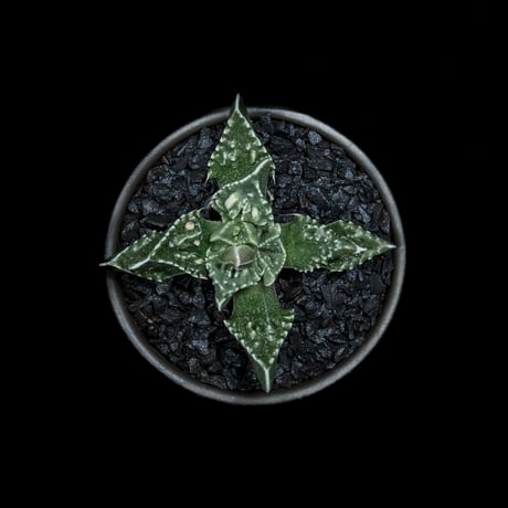 フォーカリア 荒波 / Faucaria tuberculosa ‘Aranami’