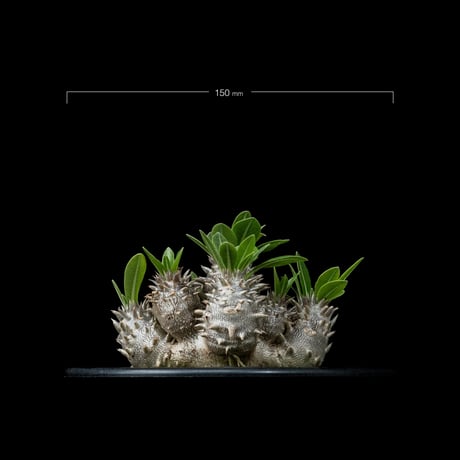 パキポディウム デンシカウレ / Pachypodium densicaule #15