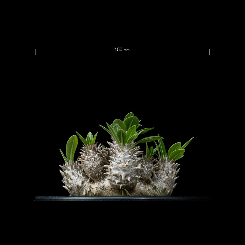 パキポディウム デンシカウレ / Pachypodium densicaule #15 | D