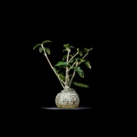 フォッケア エデュリス / Fockea edulis #7