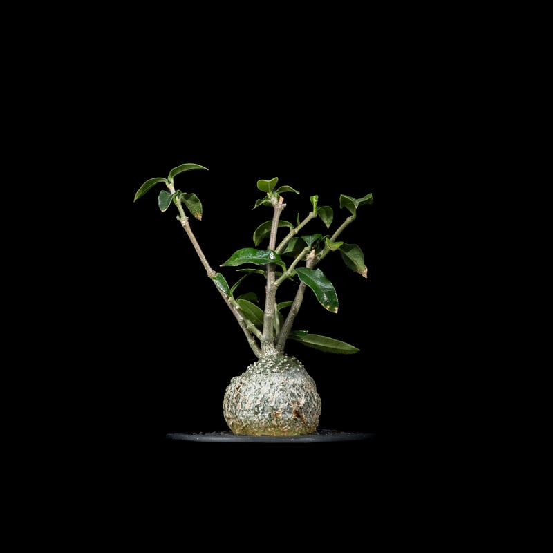 フォッケア エデュリス / Fockea edulis #7 | Ducks ( plants. )