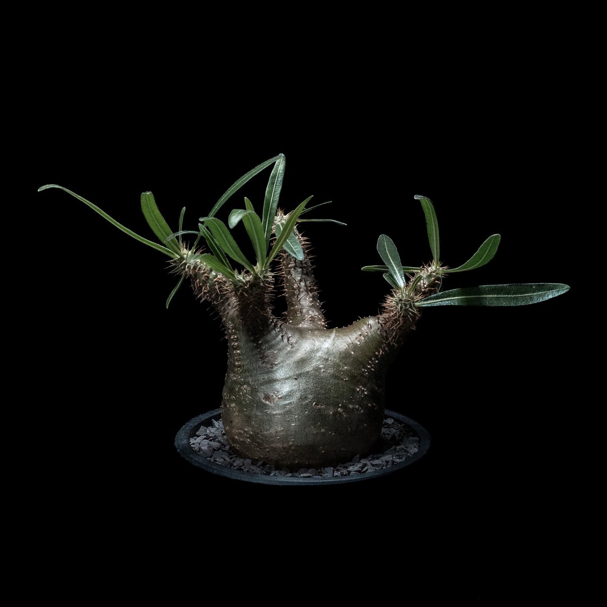 グラキリス 丸型 パキポディウム グラキリス / Pachypodium rosulatum var. grac