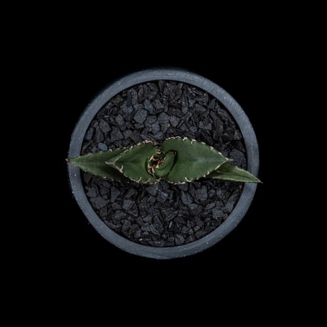 アガベ チタノタ 白鯨 / Agave titanota ‘White Whale’ #13
