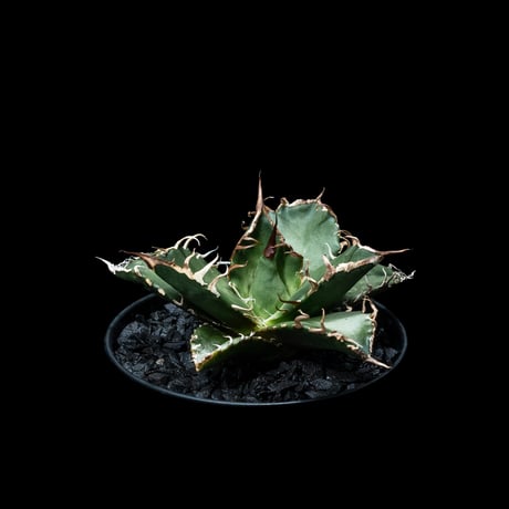 アガベ チタノタ シーザー / Agave titanota ‘Caesar’ #6