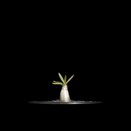 パキポディウム グラキリス / Pachypodium rosulatum var. gracilius #63