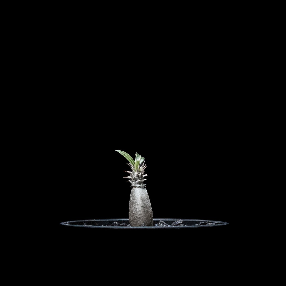 パキポディウム グラキリス / Pachypodium rosulatum var. grac