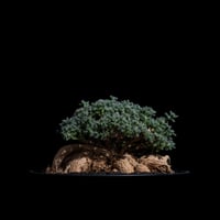 トリコディアデマ ブルボスム / Trichodiadema bulbosum #22